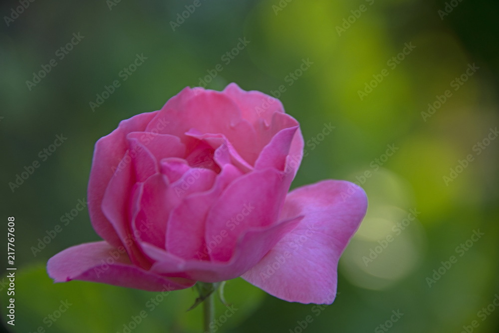 FLOWERS - Rose in a sunlight FLOWERS - Rose in a sunlight