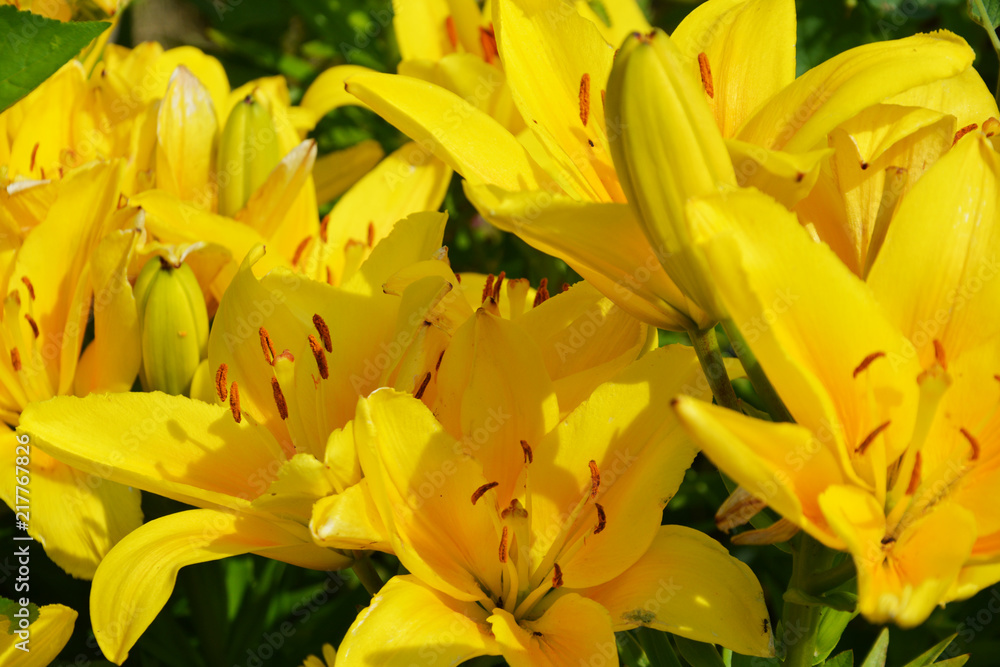 lily, lilia, lilly, flower, yellow, nature, tulip, spring, plant, flowers, bloom, blossom, garden, beauty, green, lily, floral, bouquet, flora, petal, beautiful, red, orange, tulips, leaf, bright, eas lily, lilia, lilly, flower, yellow, nature, tulip, spring, plant, flowers, bloom, blossom, garden, beauty, green, lily, floral, bouquet, flora, petal, beautiful, red, orange, tulips, leaf, bright, eas