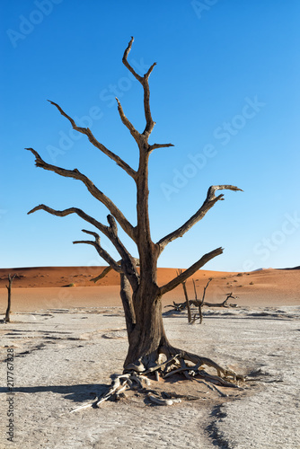 Scorched dead trees in front of sand dunes in the Namib desert Namibia