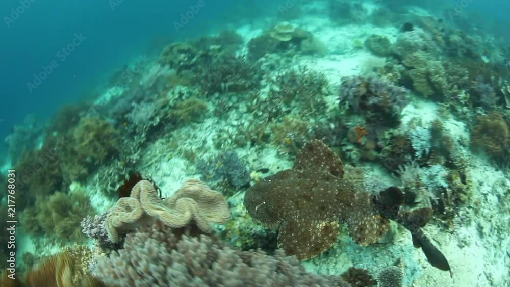 Tasseled Wobbegong Swimming Over Reef in Raja Ampat Tasseled Wobbegong Swimming Over Reef in Raja Ampat