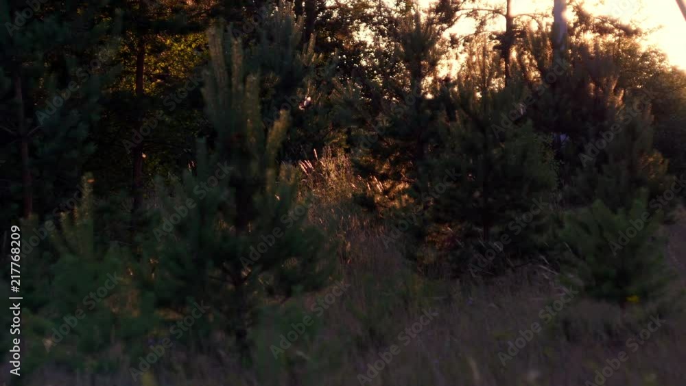 A flock of birds flies through the young pines with the evening sun light A flock of birds flies through the young pines with the evening sun light