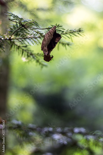 Single dry leaf hanging on pine needles (Zlaca, Bosnia)
