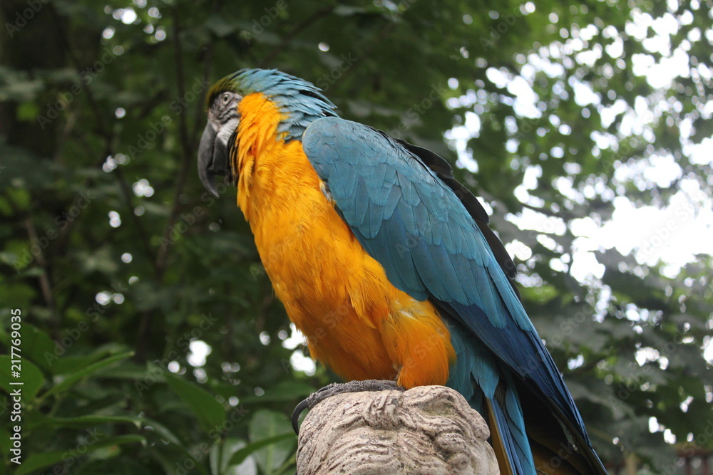 Obraz premium Parrot Side Profile