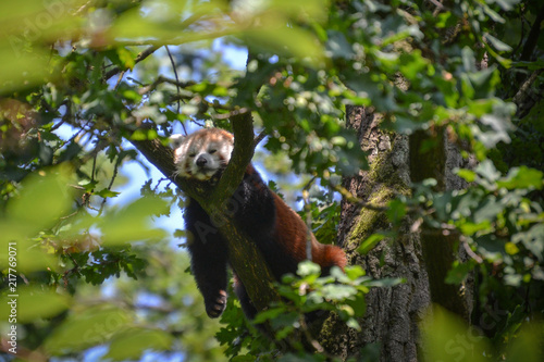 Roter Panda