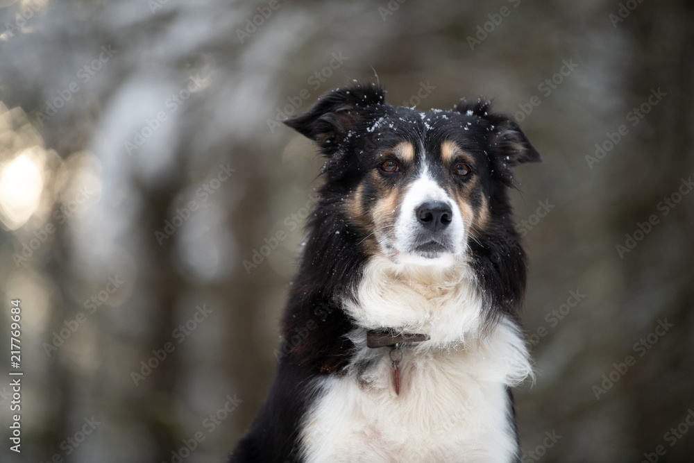 Border collie Border collie
