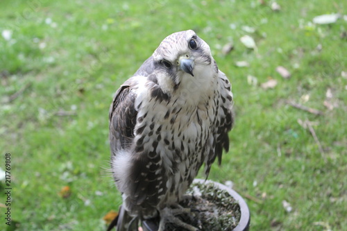 Confused Falcon