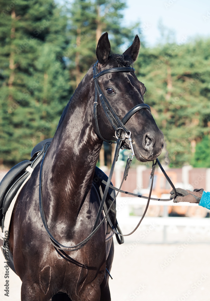 Obraz premium portrait of sportive dressage black stallion