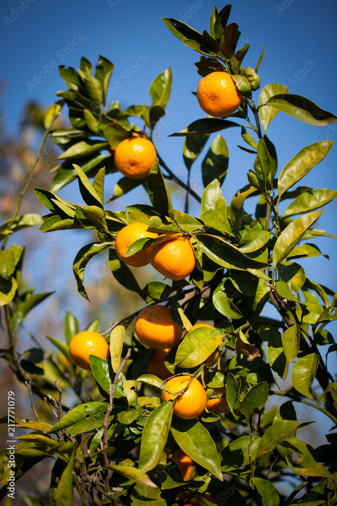 Bunch of ripe oranges hanging on a tree