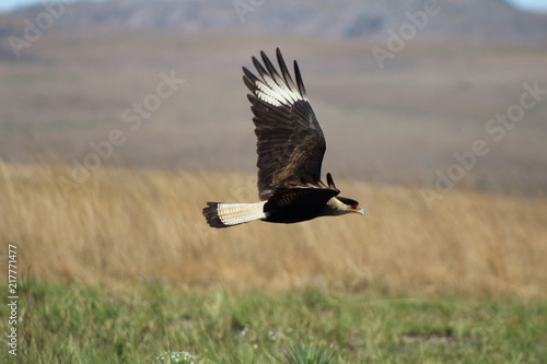 Wallpaper Mural Bird Torontodigital.ca