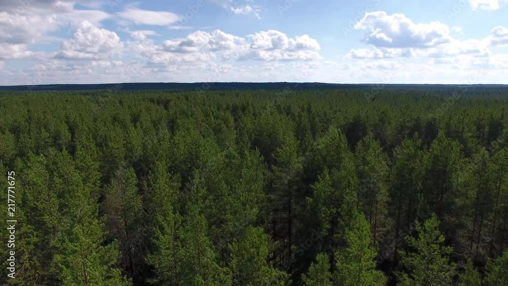 Top View of Young Coniferous Forest. The video is taken from the quadrocopter. The camera flies over the trees to the horizon. The forest is visible to the horizon Top View of Young Coniferous Forest. The video is taken from the quadrocopter. The camera flies over the trees to the horizon. The forest is visible to the horizon