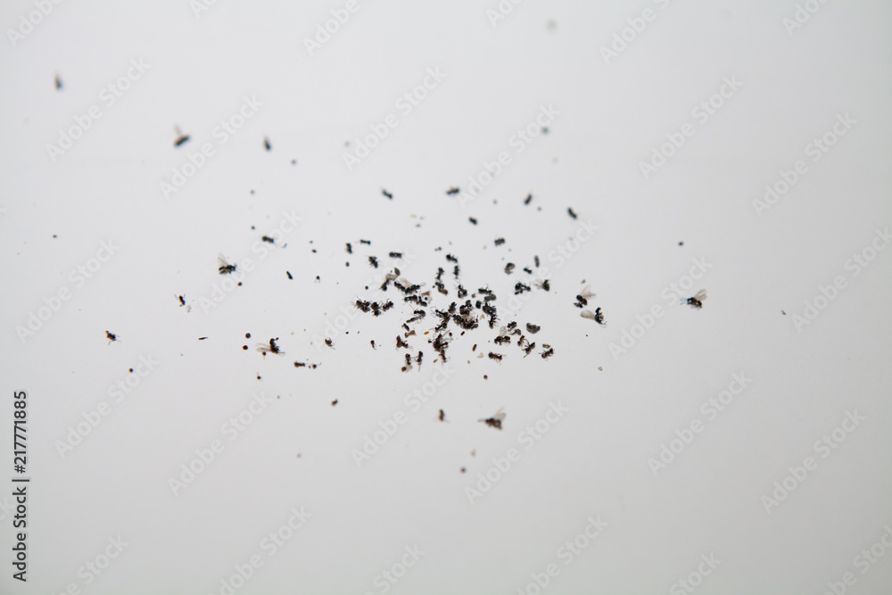 Swarm of dead flying ants. Though ants usually pose no real danger and problem to humans nor become aggressive pests, but can still be annoying and cause property damage which require home improvement Swarm of dead flying ants. Though ants usually pose no real danger and problem to humans nor become aggressive pests, but can still be annoying and cause property damage which require home improvement
