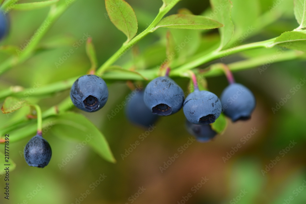 Blueberries, ripe berries