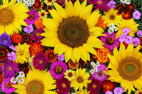 Fototapeta Naklejka Na Ścianę i Meble -  Floral background, top view. Different texture of garden flowers. Pink and yellow.
