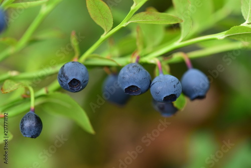 Blueberries  ripe berries