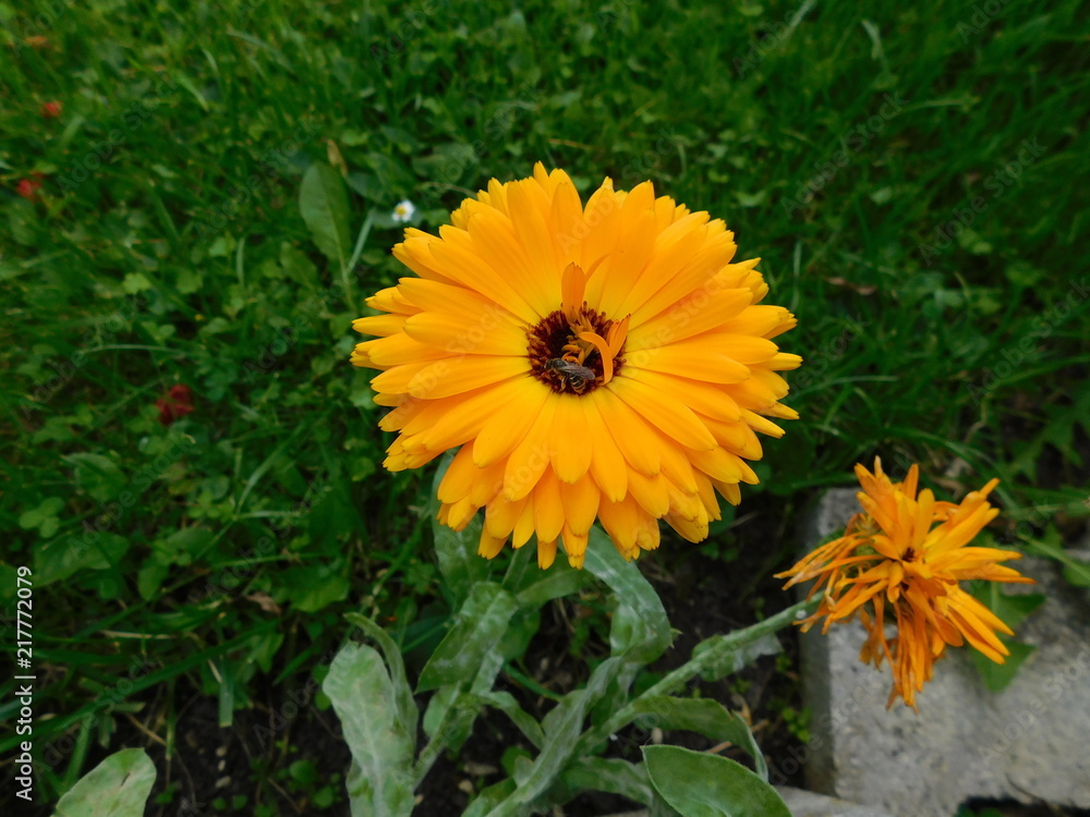 flower flower