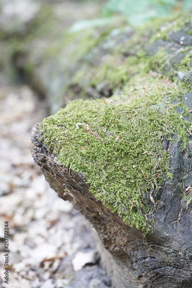 Forest with moss in the trees Forest with moss in the trees