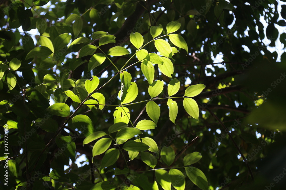 Green and fresh branches in the forest with sunlight through the leafs