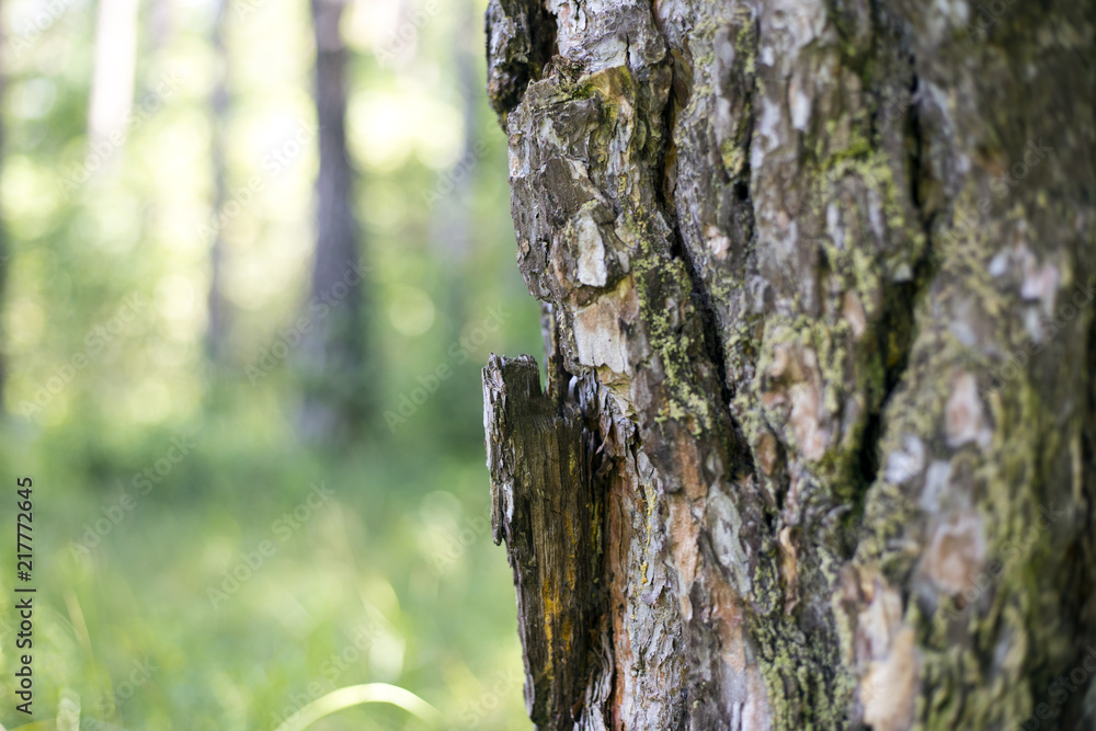 Obraz premium The bark of a pine, has detached from a tree trunk. Summer walk in the forest, beautiful landscape.