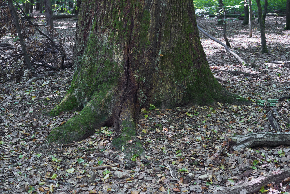 Forest with moss in the trees