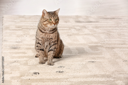 Fototapeta Naklejka Na Ścianę i Meble -  Cute cat leaving muddy paw prints on carpet