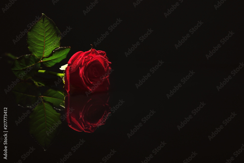Fototapeta premium Beautiful red rose on black background. Funeral symbol