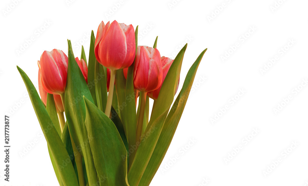 Fredh tulips on white background Fredh tulips on white background