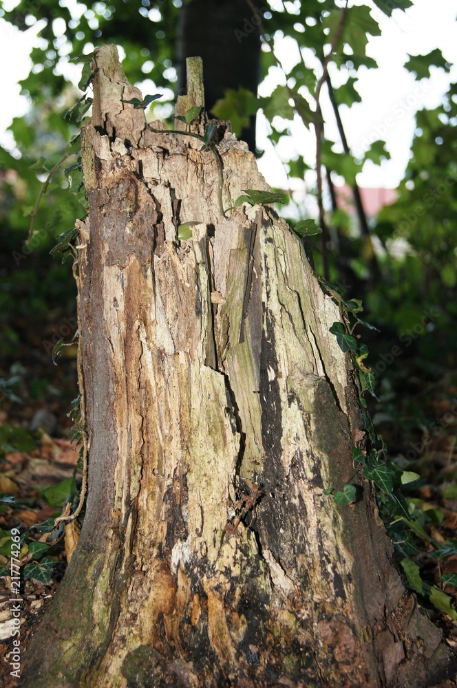 Baumstumpf,baum, bark, natur, holz, beschaffenheit, wald, kofferraum, braun, alt, green, pflanze, dekor, abstrakt, föhre, rau, park, auflösungszeichen, eiche, moos, detail, hölzern, Baumstumpf,baum, bark, natur, holz, beschaffenheit, wald, kofferraum, braun, alt, green, pflanze, dekor, abstrakt, föhre, rau, park, auflösungszeichen, eiche, moos, detail, hölzern,