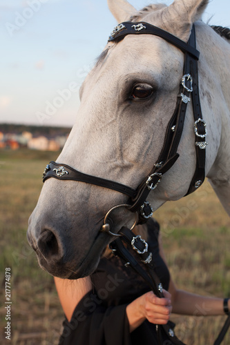 Head a white beautiful horse. Horse's eye. Beautiful bridle © Юлия Орехова