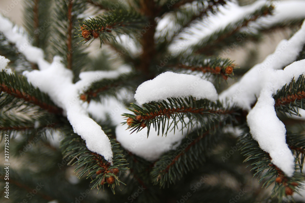  Branch With  Snow Flakes. Christmas tree. Winter