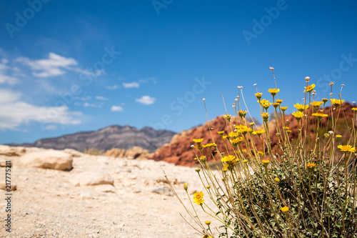 Wildflowers in Red Rock Canyon