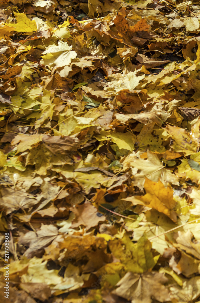 Autumn fallen leaves on the ground in the forest Autumn fallen leaves on the ground in the forest