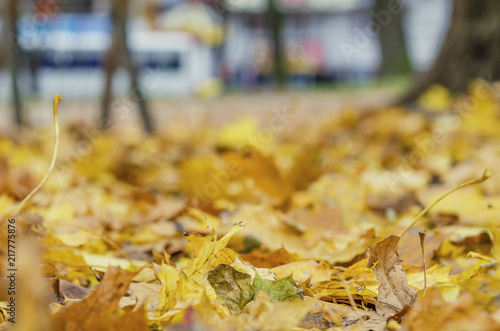 Autumn fallen leaves on the ground in the park photo