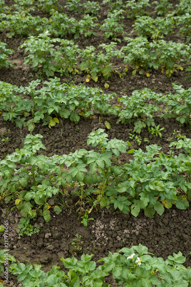 Green field with organic sprouts sitting in beds. Green potato plants. Leaves of vegetables. Organic food agriculture in garden, field or farm. Rural nature in summer. Green field with organic sprouts sitting in beds. Green potato plants. Leaves of vegetables. Organic food agriculture in garden, field or farm. Rural nature in summer.