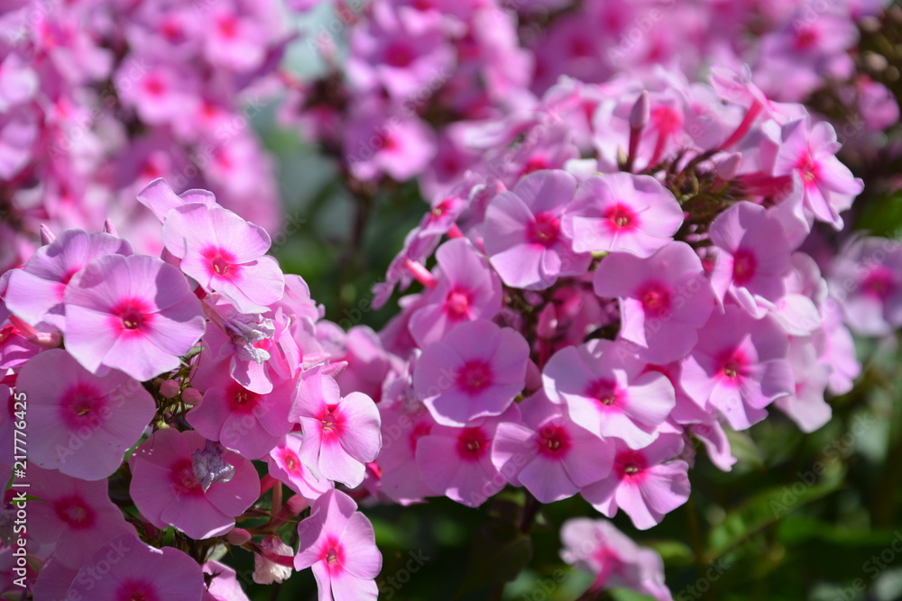phloxes, phlox, background, backdrop, flower, pink, flowers, nature, garden, plant, spring, blossom, purple, bloom, flora, green, beauty, summer, floral, beautiful, rose, rhododendron, macro, pink phloxes, phlox, background, backdrop, flower, pink, flowers, nature, garden, plant, spring, blossom, purple, bloom, flora, green, beauty, summer, floral, beautiful, rose, rhododendron, macro, pink