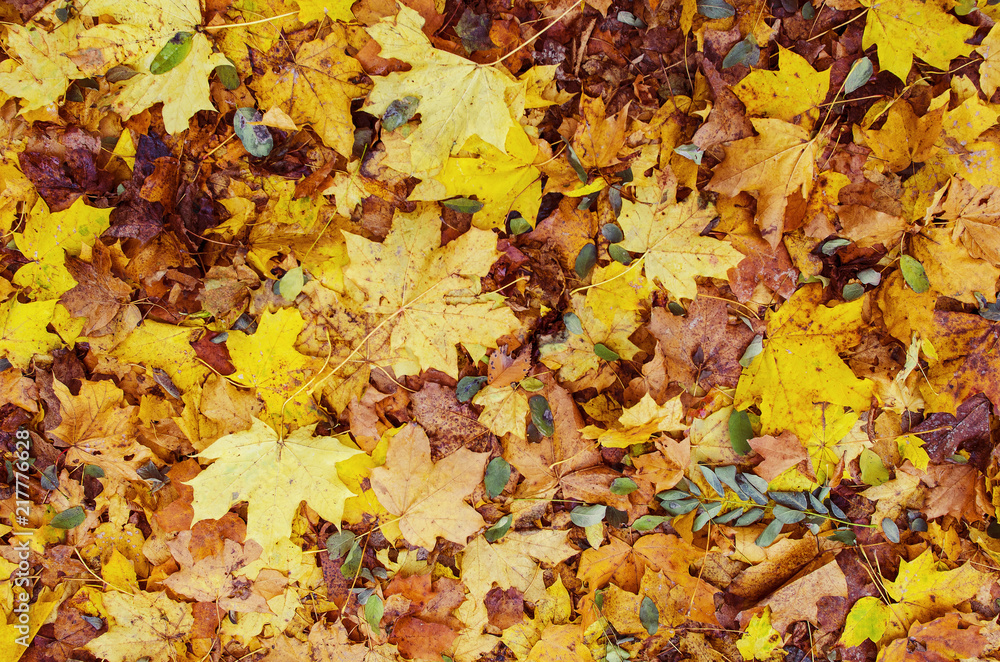 Autumn fallen leaves on the ground in the park Autumn fallen leaves on the ground in the park