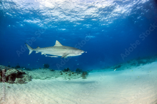 Tiger shark at Tigerbeach, Bahamas © Michael Bogner