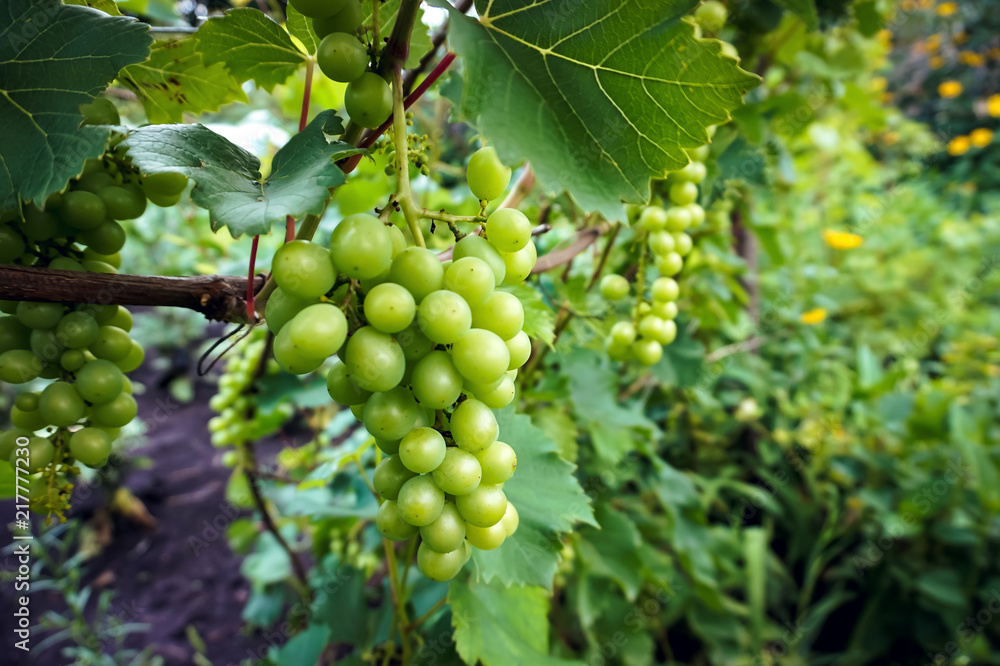 Green, unripe, wine grapes in vineyard, grapes growing on vines in vine yard