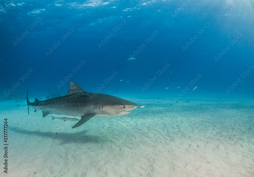 Fototapeta premium Tiger shark at Tigerbeach, Bahamas