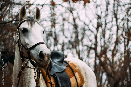  Gray horse with a saddle in the background of the forest
