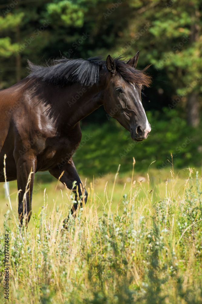 Fototapeta premium Pferd läuft über die Koppel