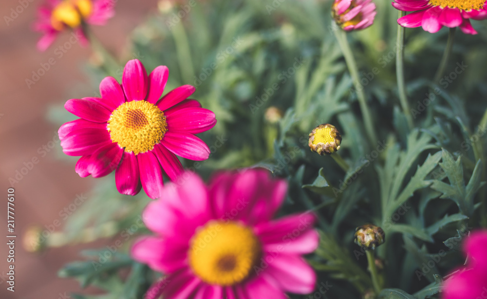 Fototapeta premium Pinke Margeritenblüte