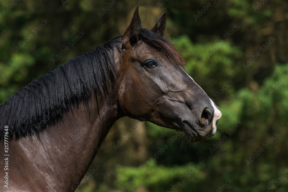 Obraz premium Deutsches Reipferd Portrait