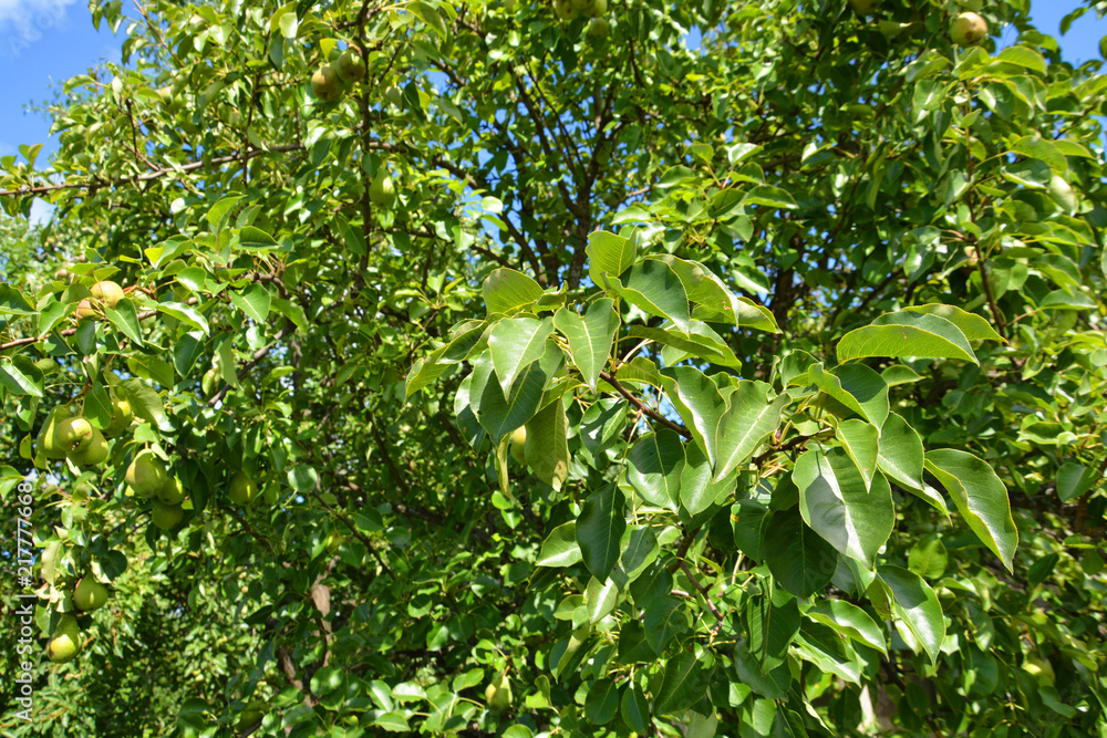pear, tree, green, nature, leaf, plant, leaves, spring, summer, branch, garden, flower, foliage, sky, natural, fresh, forest, flora, bright, white, light, color, food, agriculture, blooming, growth pear, tree, green, nature, leaf, plant, leaves, spring, summer, branch, garden, flower, foliage, sky, natural, fresh, forest, flora, bright, white, light, color, food, agriculture, blooming, growth