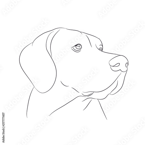 dog portrait, lines, vector