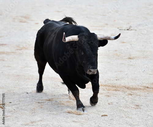 bull black in spain
