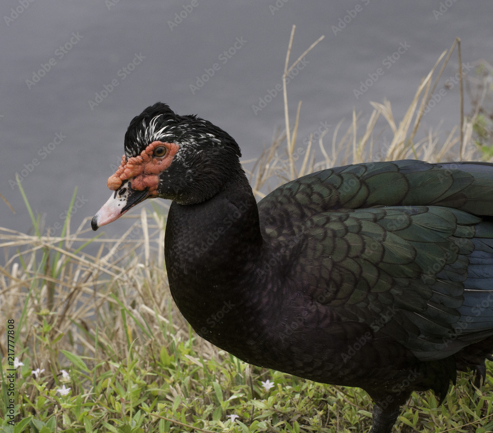Fototapeta premium Male black muscovy duck with a red bumpy patch of flesh by its eyes and bill is standing on dried grass with light blue water in the background.