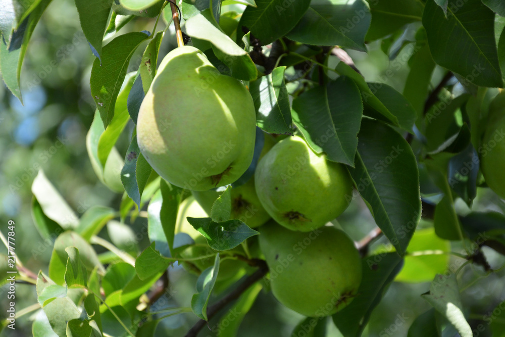 pear, tree, green, apple, fruit, food, apples, branch, garden, agriculture, nature, healthy, leaf, orchard, fresh, summer, leaves, plant, ripe, organic, tomato, crop, farm, harvest, fruits, growth pear, tree, green, apple, fruit, food, apples, branch, garden, agriculture, nature, healthy, leaf, orchard, fresh, summer, leaves, plant, ripe, organic, tomato, crop, farm, harvest, fruits, growth