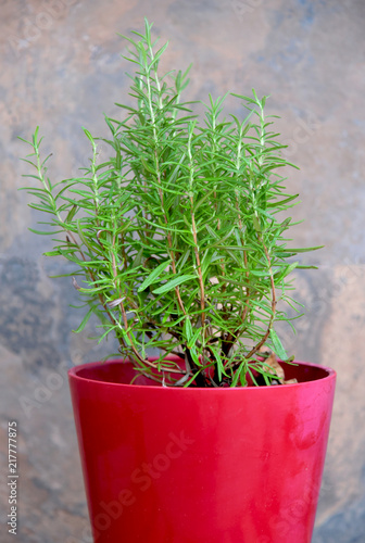 rosemary green in a red pot