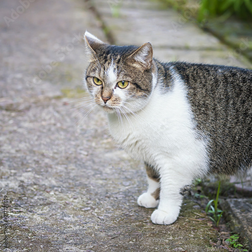 Cat walking around the yard. © augusta16