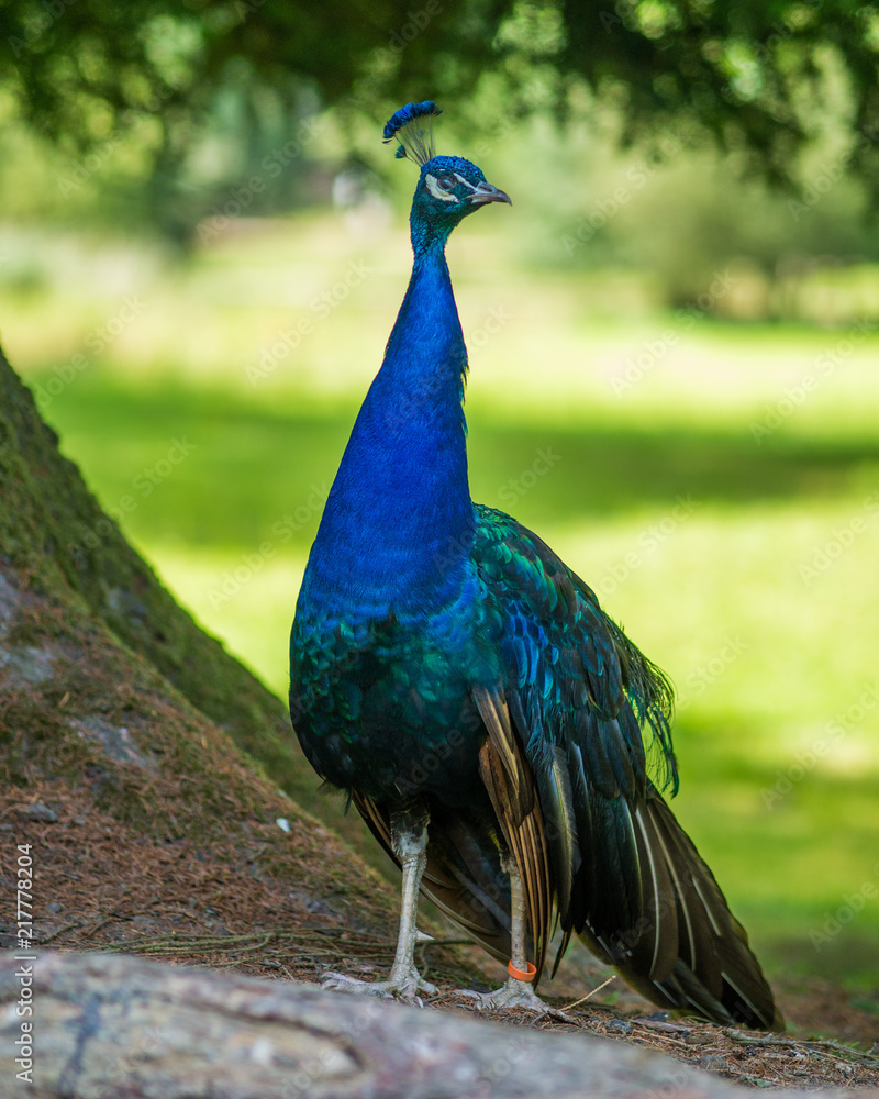 Pfau